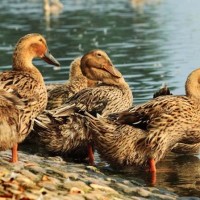 快速肉麻鴨苗 雜交肉鴨苗 麻鴨苗 出欄快 效益好